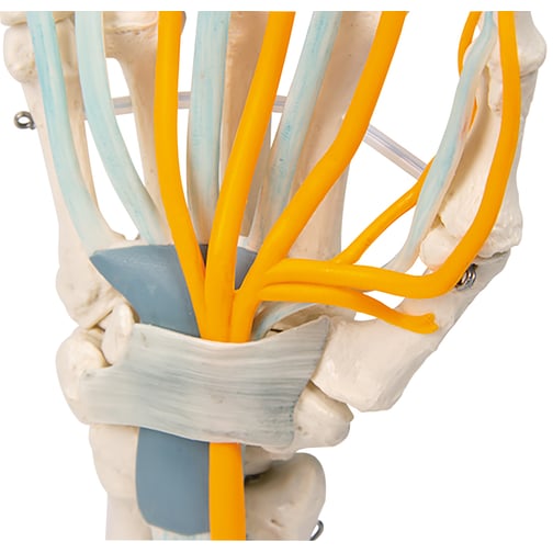 Erler-Zimmer Hand mit Sehnen