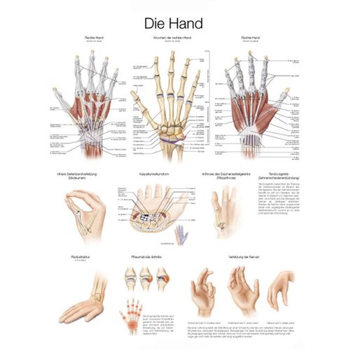 Lehrtafel - Die Hand