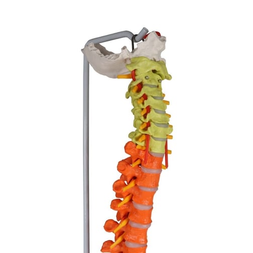 Erler-Zimmer Flexible Wirbelsäule