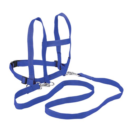 Pferdeleine mit Geschirr