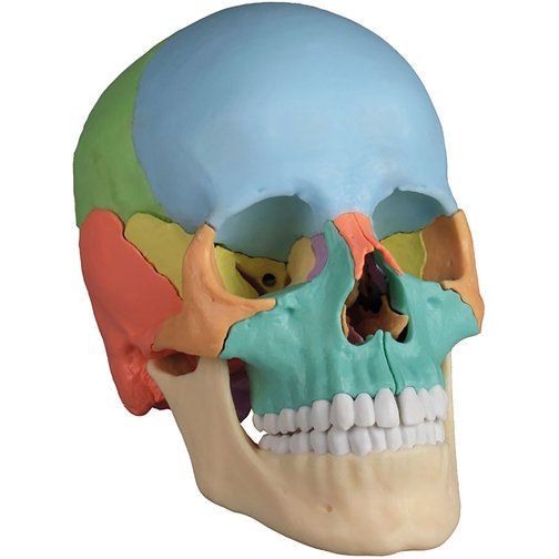 Erler-Zimmer Osteopathie-Schädelmodell, didaktisch, Augmented Anatomy