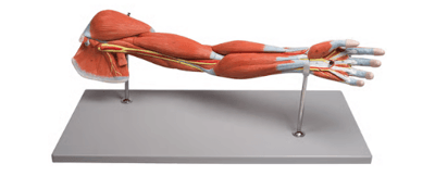 Arm- und Handmodelle