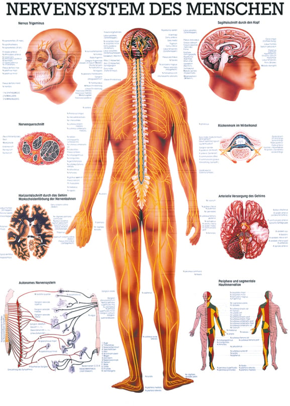 Lehrtafel, Poster - Das Nervensystem des Menschen, laminiert, 50 x 70 cm