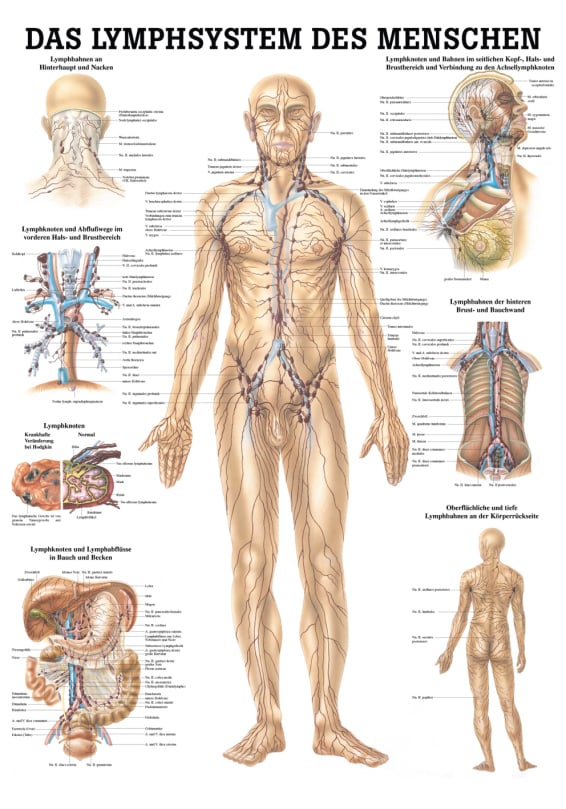 Lehrtafel, Poster - Das Lymphsystem des Menschen, laminiert, 70 x 100 cm